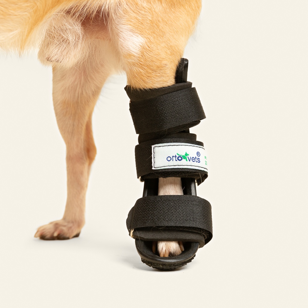 Ferulas rigida Trasera talla #1