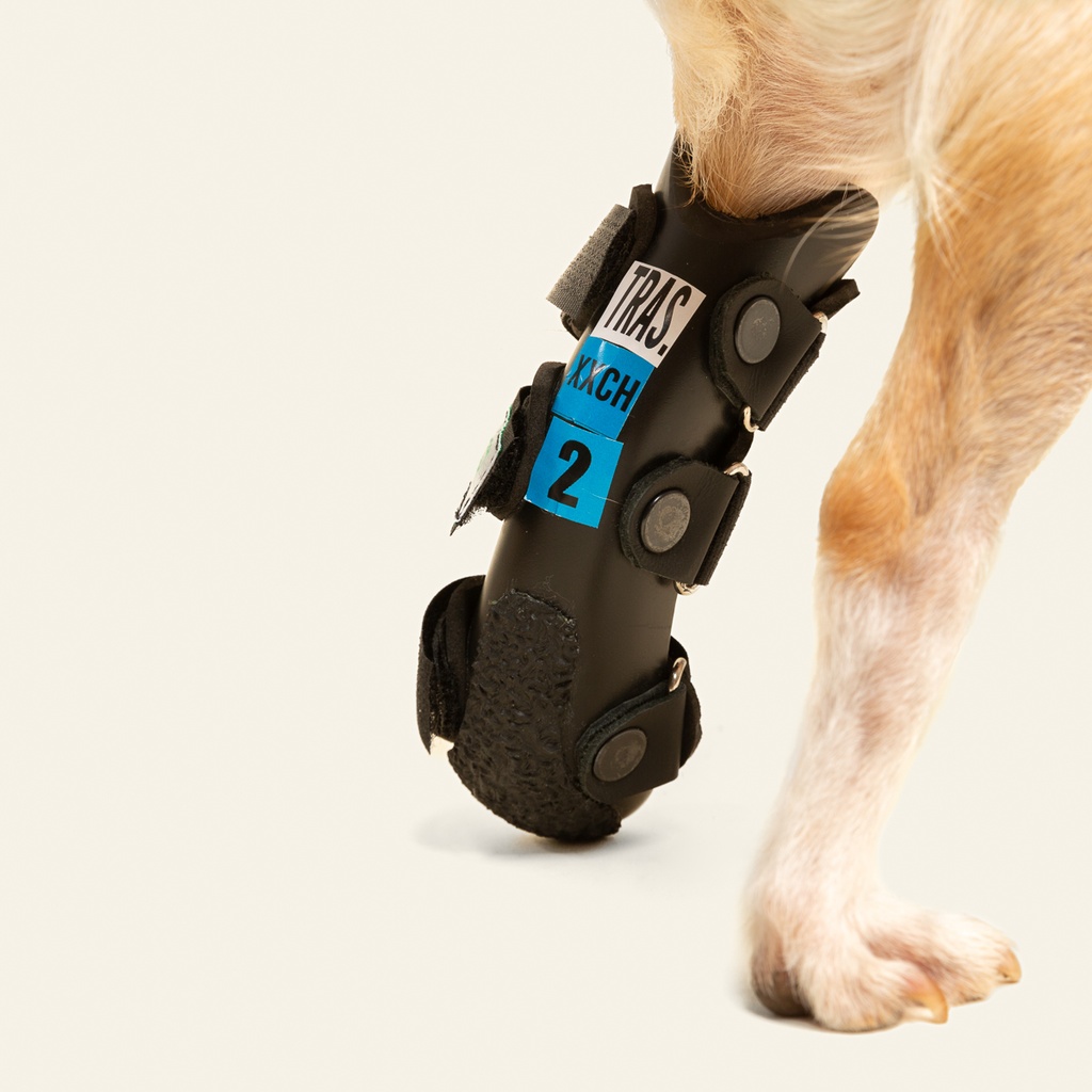 Ferulas rigida Trasera talla #6