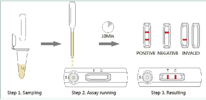 Early Pregnacy Rapid Test Dog