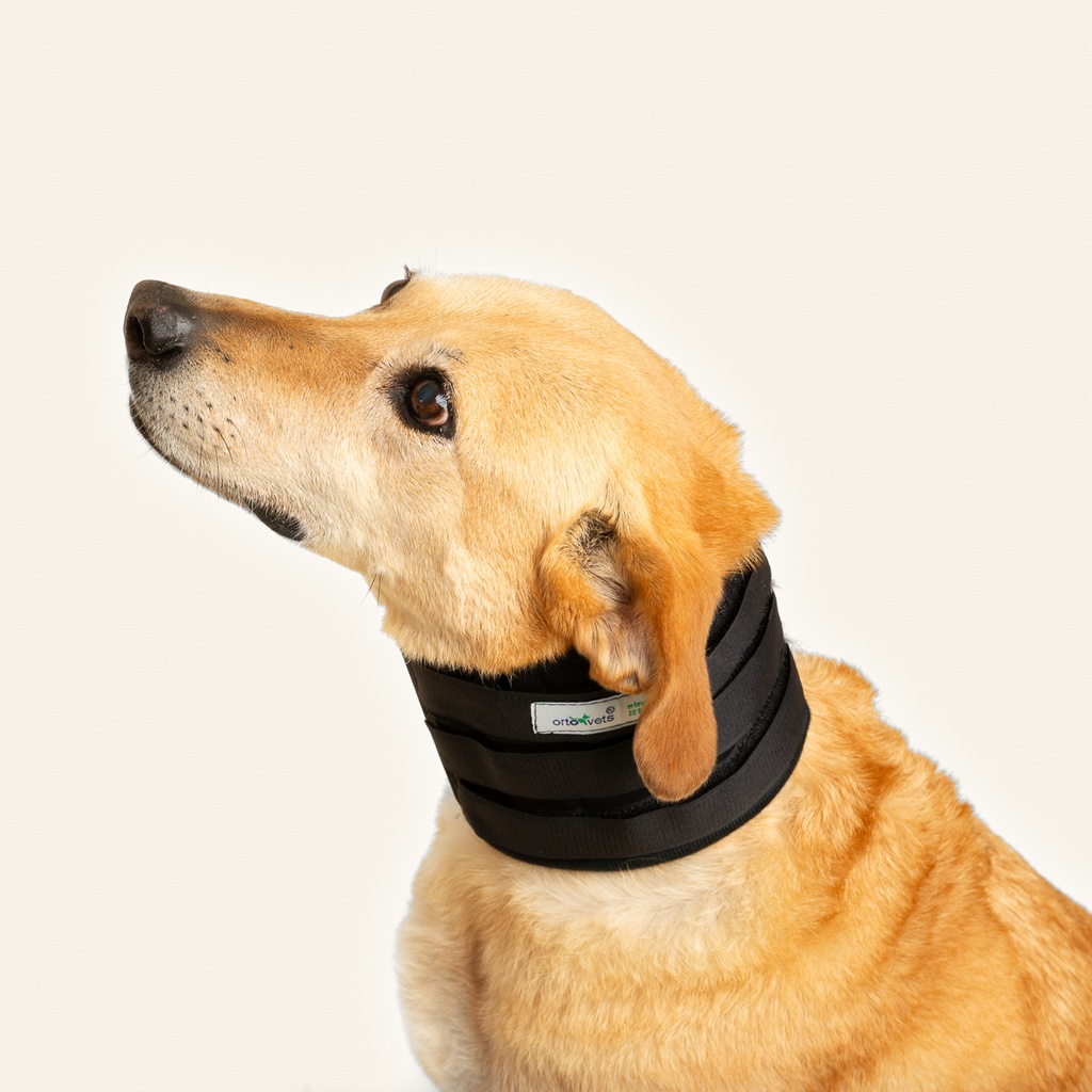 Collarin inmovilizador talla #7