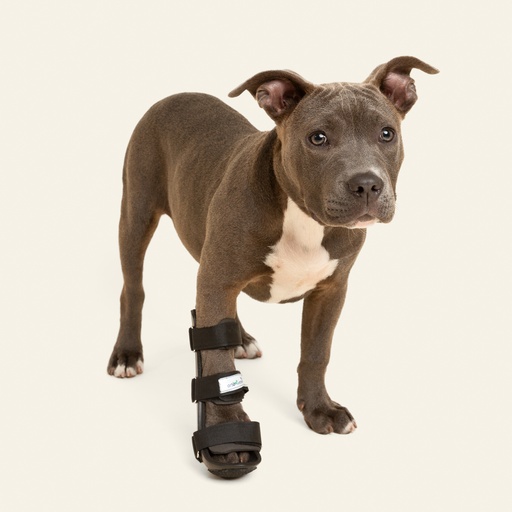 [ortov060] Ferulas rigida Delantera talla #5