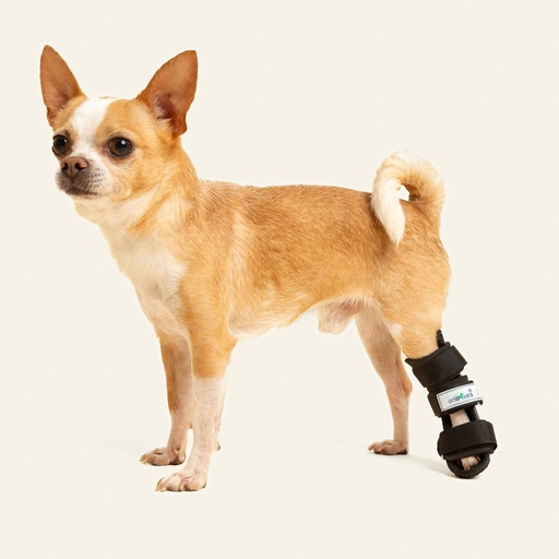 [ortov067] Ferulas rigida Trasera talla #6