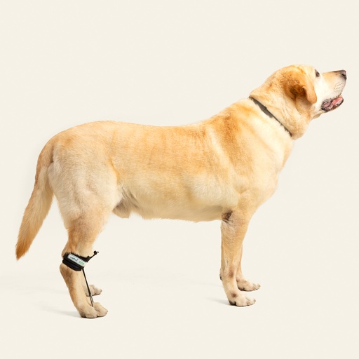 [ortov118] Tensor de dedos trasero talla #1