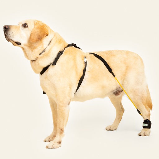 [ortov047] Corrector -facilitador de marcha para miembro posterior talla #2