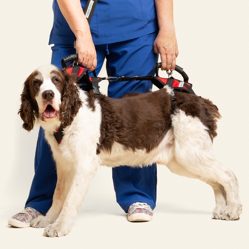 [ortov137] Arnes de ayuda completo talla #5